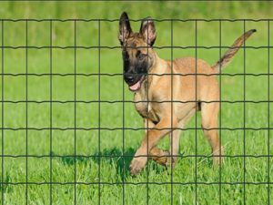 Fortinet Protect Betafence