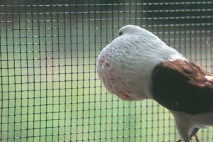 CASANET PLASTIC betafence
